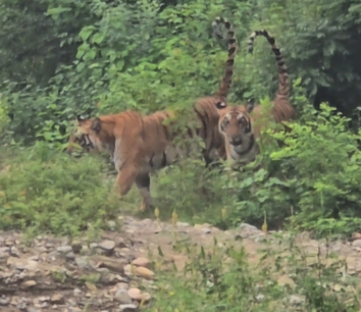जंगल में गश्त पर थे वन कर्मी, अचानक सामने आ गए 3 बाघ, जानें फिर क्या हुआ?