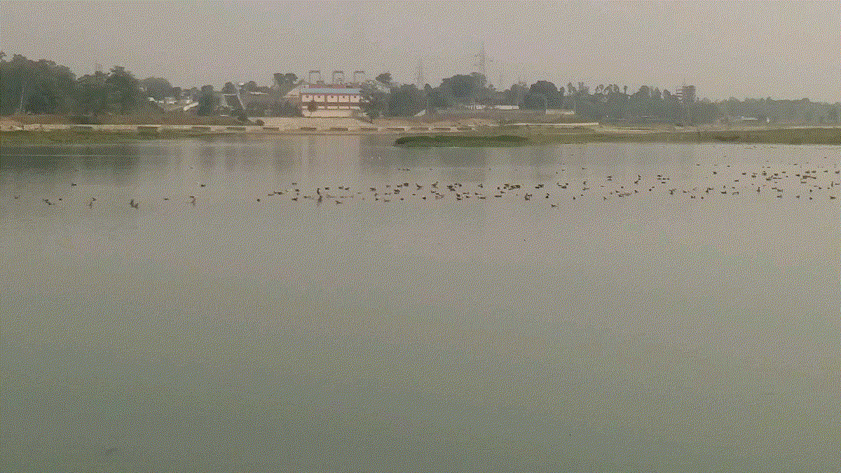 आसन झील में विदेशी मेहमानों का आगमन, बढ़ी रौनक और सैलानियों की भीड़ ।