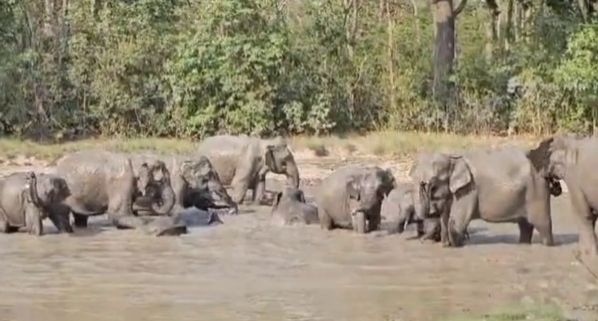 उत्तराखंड के हरिद्वार में एक के बाद एक 3 हाथियों की मौत
