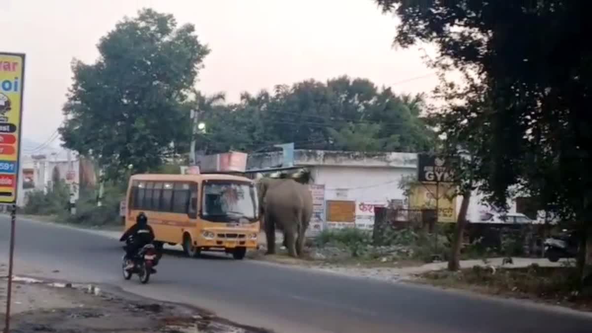 हरिद्वार: स्कूल बस के आगे आ धमके हाथी, मचा हड़कंप — वन विभाग ने बढ़ाई गश्त ।