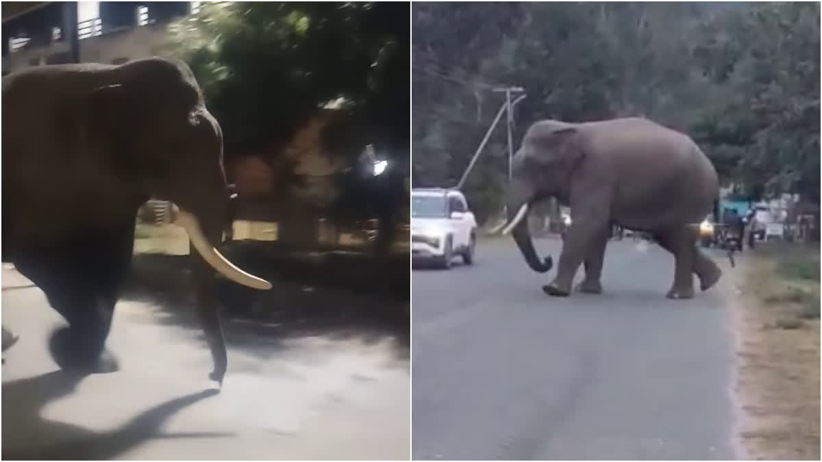 हरिद्वार: आबादी में घुस रहे जंगली हाथियों का आतंक बढ़ा, महिला पर आक्रामक होने का वीडियो वायरल