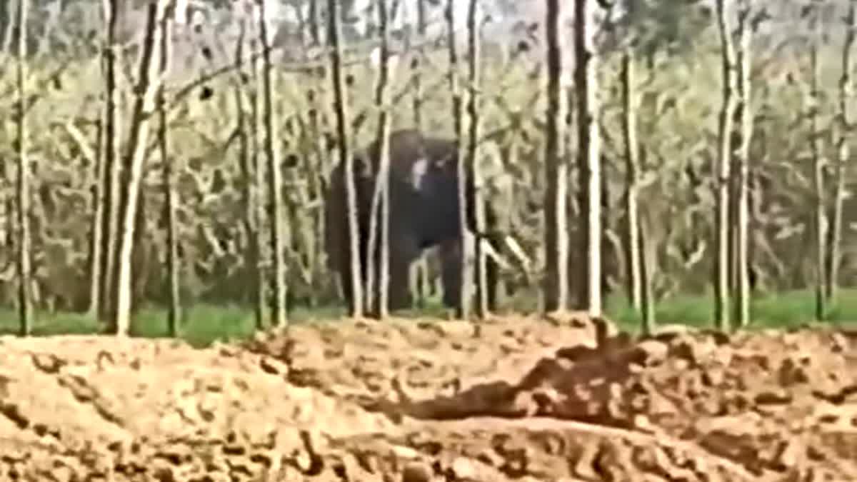 रुड़की: आबादी के पास जंगली हाथी दिखने से दहशत, खेतों में काम कर रहे किसानों में मचा हड़कंप