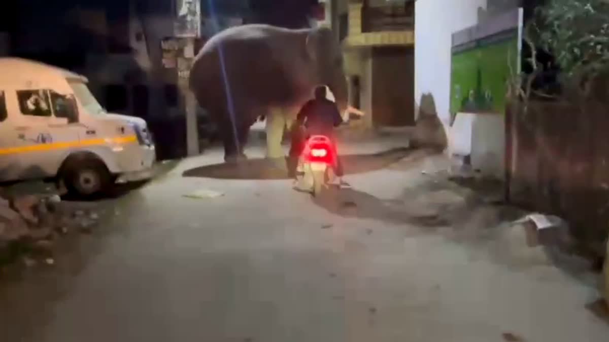 जगजीतपुर में आबादी में घुसे जंगली हाथी, स्कूटी सवार की लापरवाही से टलते-टलते बचा बड़ा हादसा
