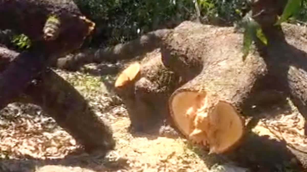 रामनगर: फल देने से पहले ही काटे गए आम-लीची के पेड़, 50 से ज्यादा पेड़ों के अवैध कटान से हड़कंप