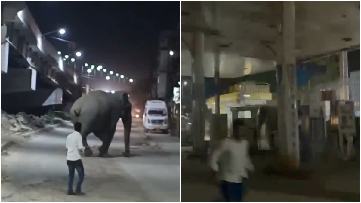 हरिद्वार: पेट्रोल पंप में घुसा जंगली हाथी, देर रात मचा हड़कंप, वन विभाग ने खदेड़ा जंगल की ओर