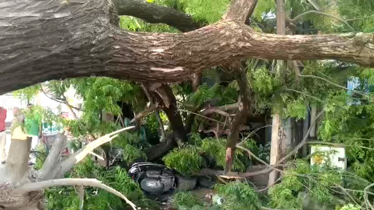 कनखल में अचानक गिरा विशाल नीम का पेड़, दुकानें और स्कूटी दबीं; बड़ा हादसा टला ।