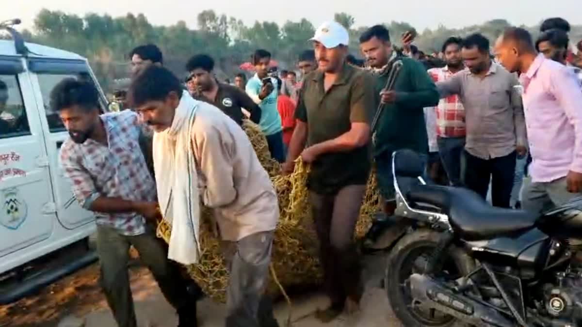 रुड़की में मगरमच्छ का रेस्क्यू: मासूम की मौत के बाद वन विभाग की कार्रवाई, गांव में शोक और दहशत