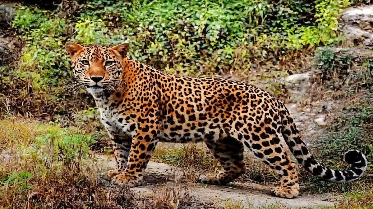 बागेश्वर में गुलदार का हमला, मवेशी चराने गई महिला की मौत; गांव में दहशत, वन विभाग जांच में जुटा